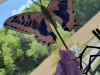 pina-metulj-small